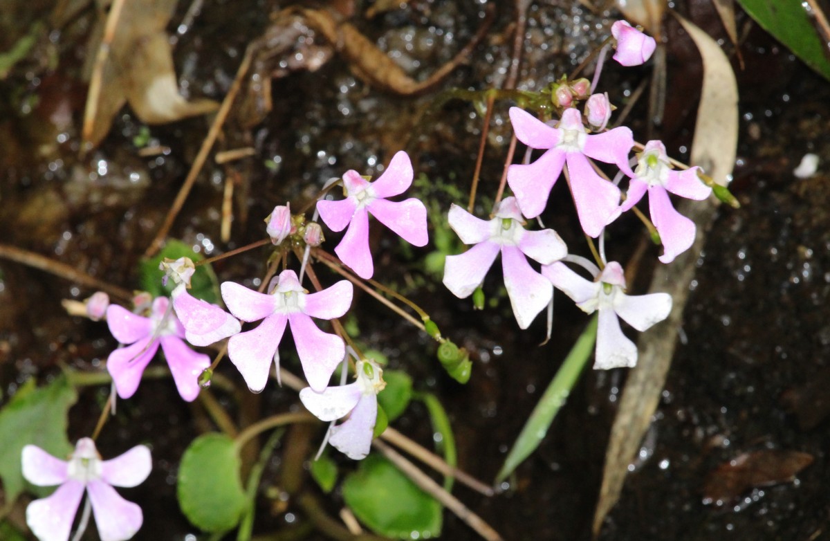 Impatiens acaulis Arn.